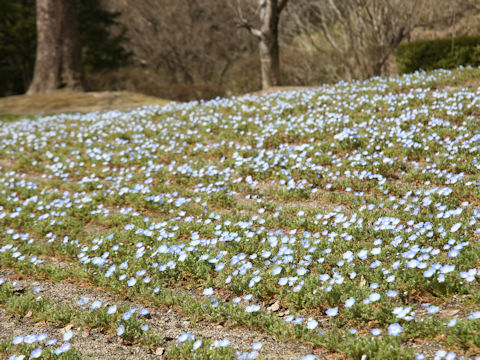 Nemophila menziesii