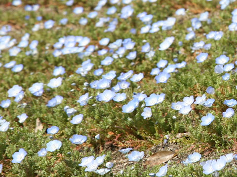 Nemophila menziesii