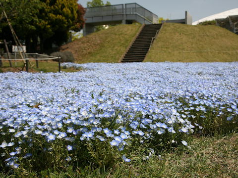 Nemophila menziesii