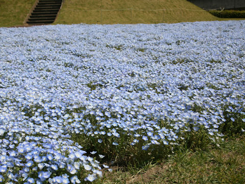 Nemophila menziesii