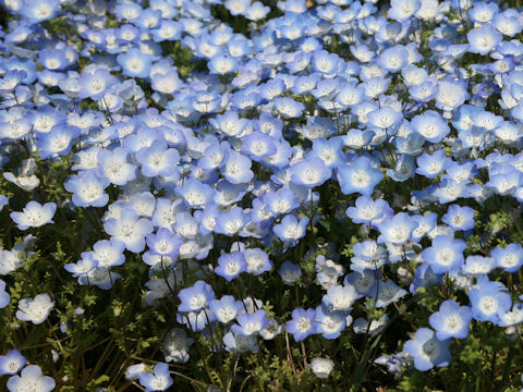 Nemophila menziesii