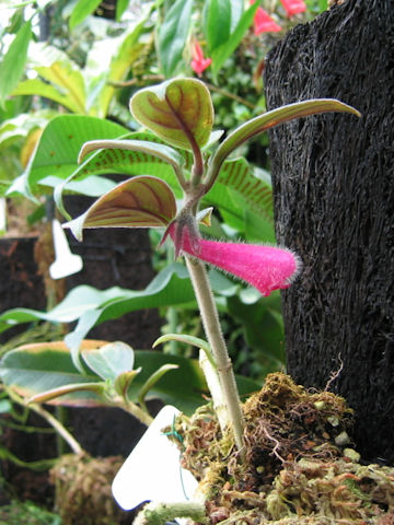 Nematanthus monanthos