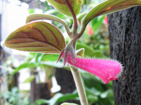 Nematanthus monanthos