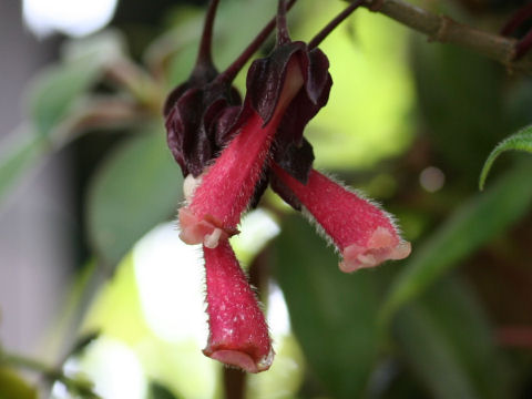 Nematanthus cv. Sorocaba