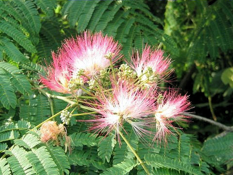 Albizia julibrissin