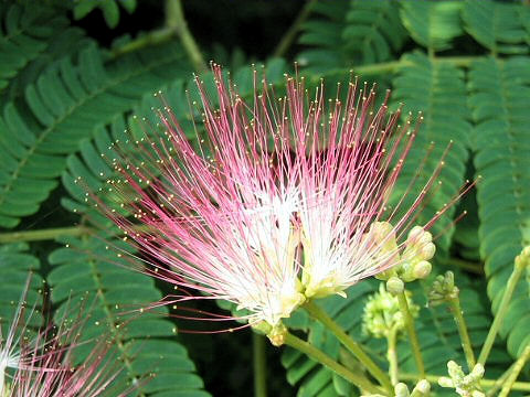 Albizia julibrissin