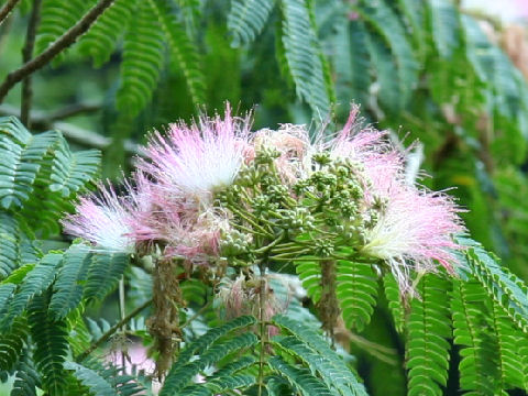 Albizia julibrissin