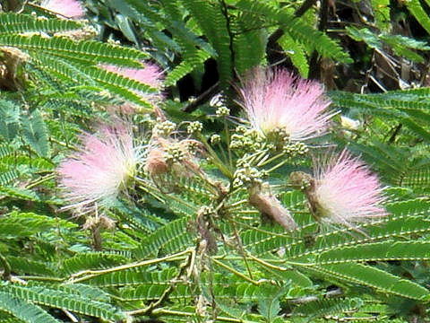 Albizia julibrissin