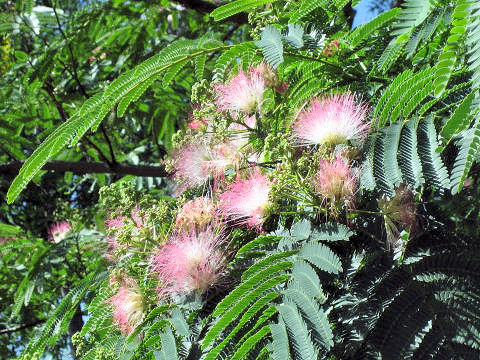 Albizia julibrissin