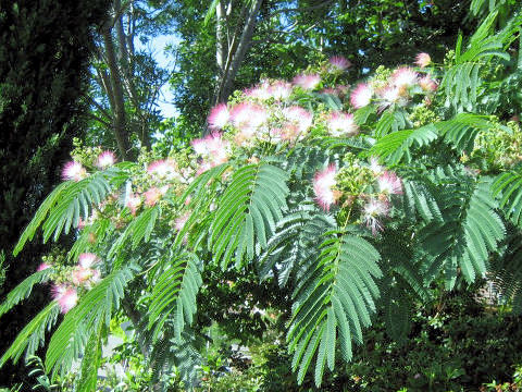 Albizia julibrissin