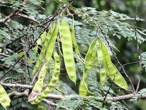 Albizia julibrissin