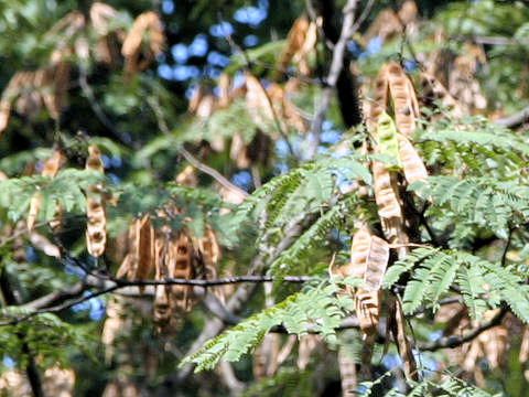 Albizia julibrissin