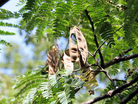 Albizia julibrissin