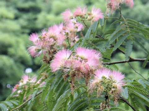 Albizia julibrissin