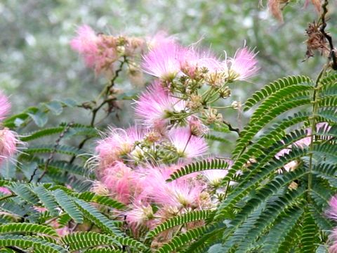 Albizia julibrissin