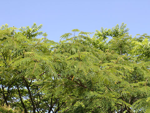 Albizia julibrissin