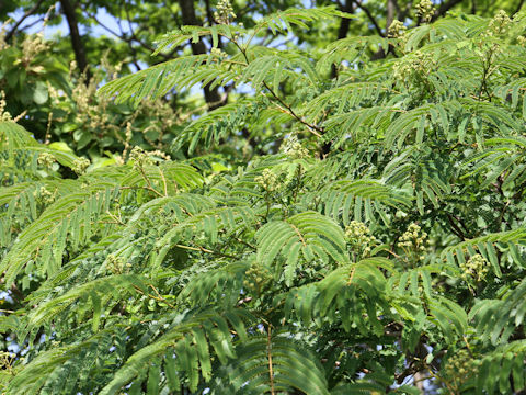 Albizia julibrissin