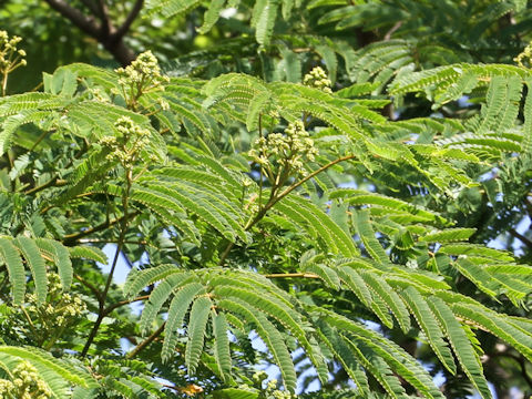 Albizia julibrissin