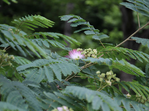 Albizia julibrissin