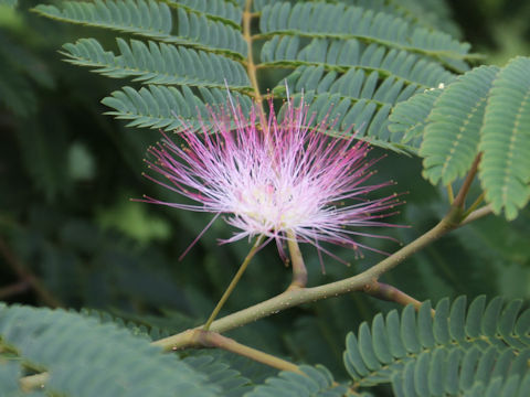 Albizia julibrissin