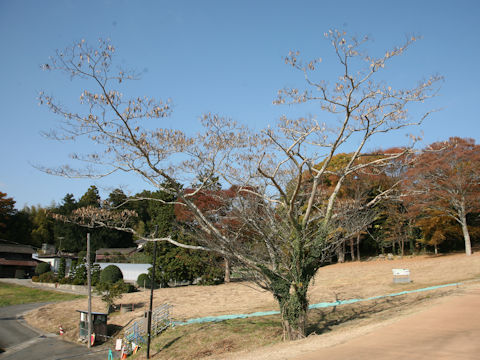 Albizia julibrissin