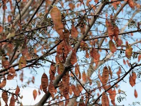 Albizia julibrissin