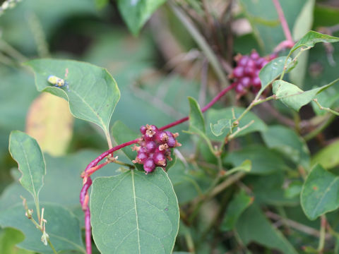 Cuscuta japonica