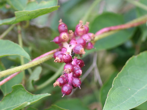 Cuscuta japonica