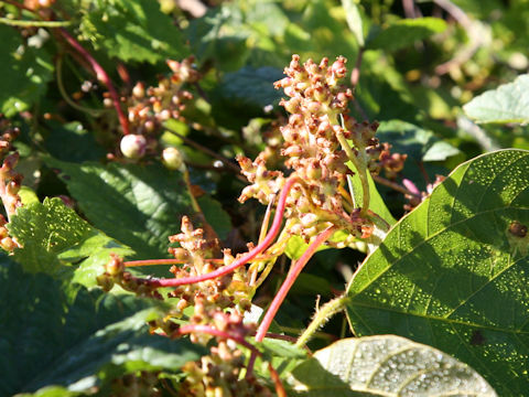 Cuscuta japonica