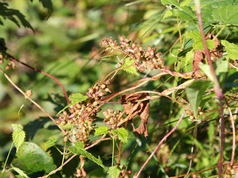 Cuscuta japonica