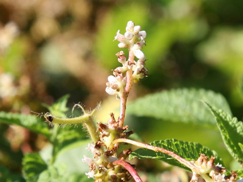 Cuscuta japonica