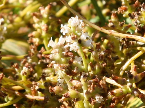 Cuscuta japonica