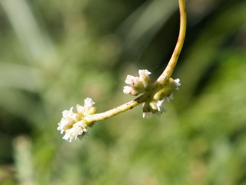 Cuscuta japonica