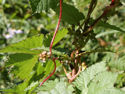 Cuscuta japonica