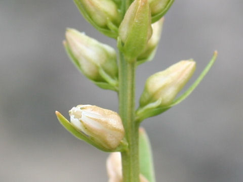 Aletris foliata