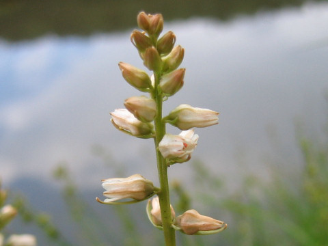 Aletris foliata