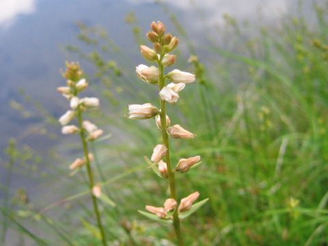 Aletris foliata