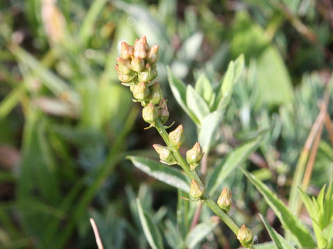 Aletris foliata