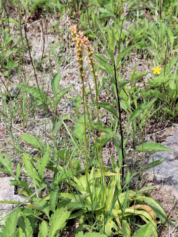 Aletris foliata