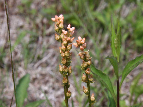 Aletris foliata