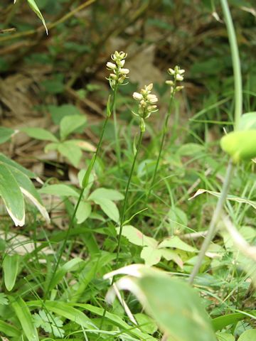 Aletris foliata