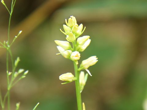 Aletris foliata