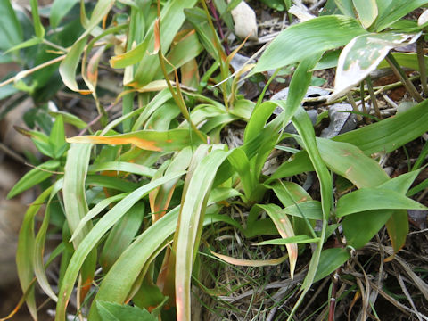 Aletris foliata