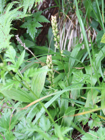 Aletris foliata