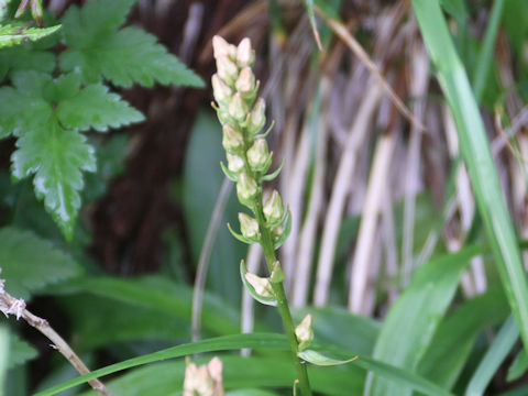 Aletris foliata