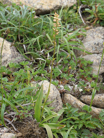 Aletris foliata