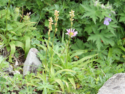 Aletris foliata