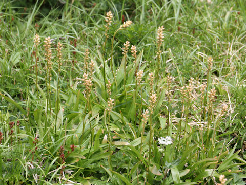 Aletris foliata