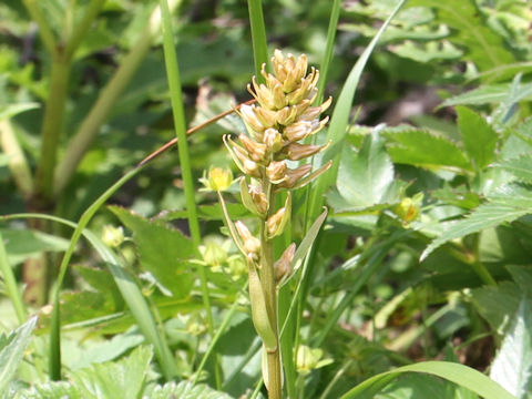 Aletris foliata