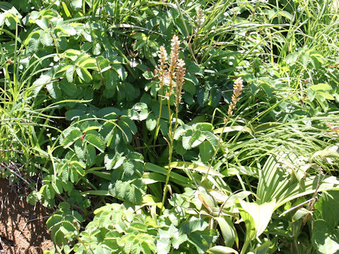 Aletris foliata